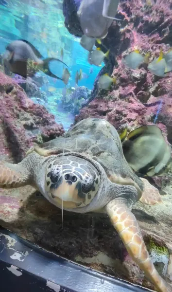 Acquario di Genova Biglietto Ingresso