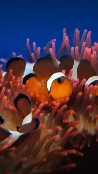 Biglietto per Acquario di Genova