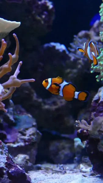 Acquario Genova Biglietto Ingresso