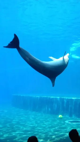 Acquario di Genova Biglietti